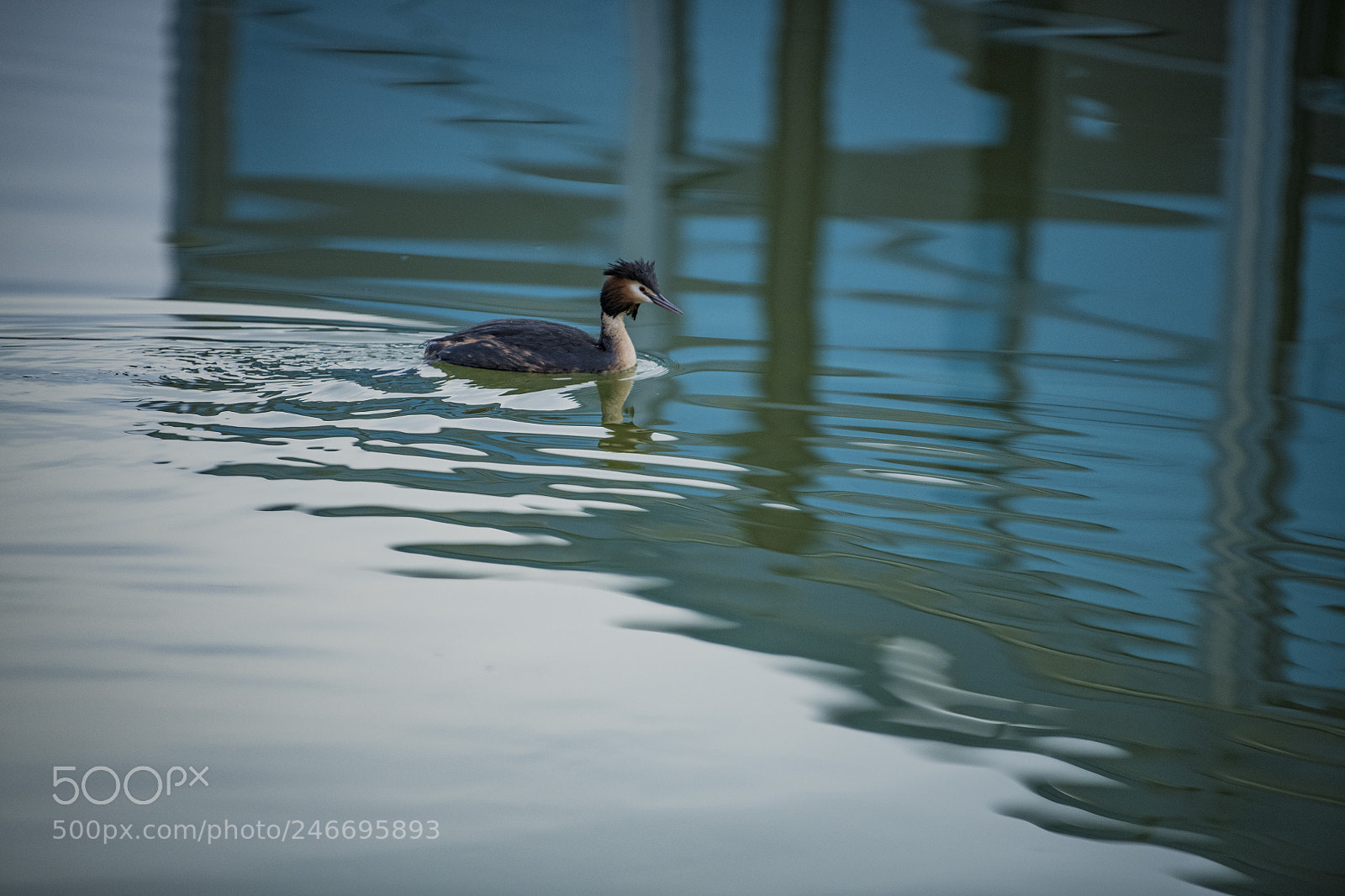 Nikon D850 sample photo. Cormorant lake ankara golbasi photography