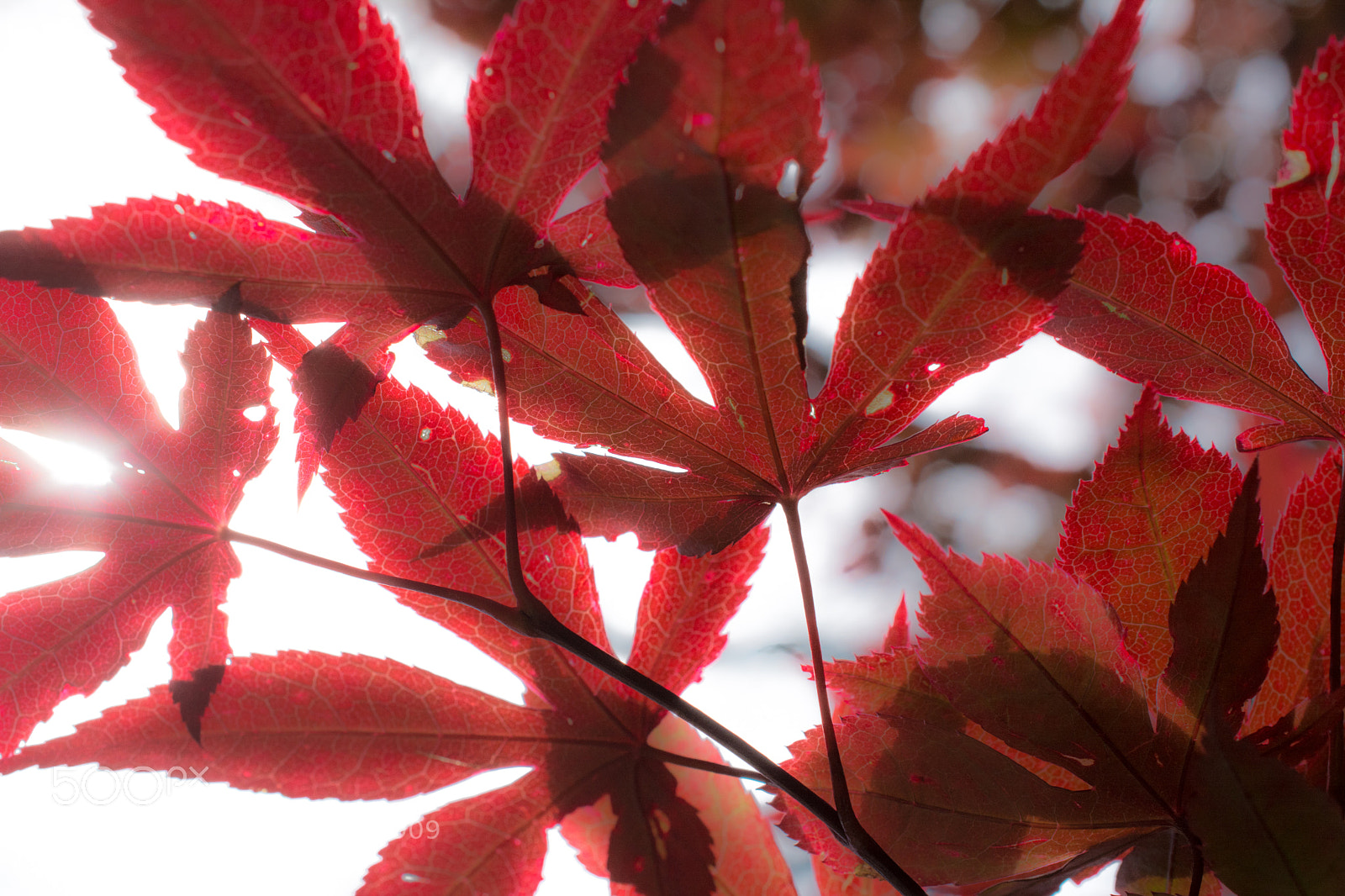 Nikon D7100 sample photo. 3355 photography