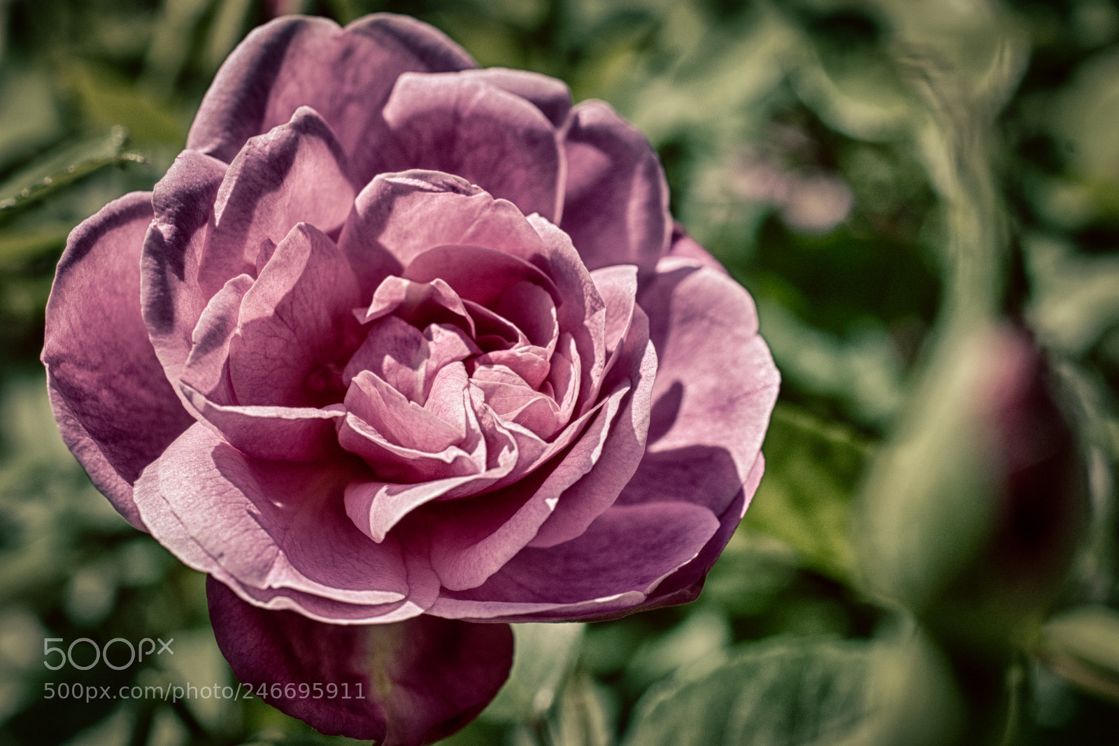 Nikon D7100 sample photo. 3393 photography