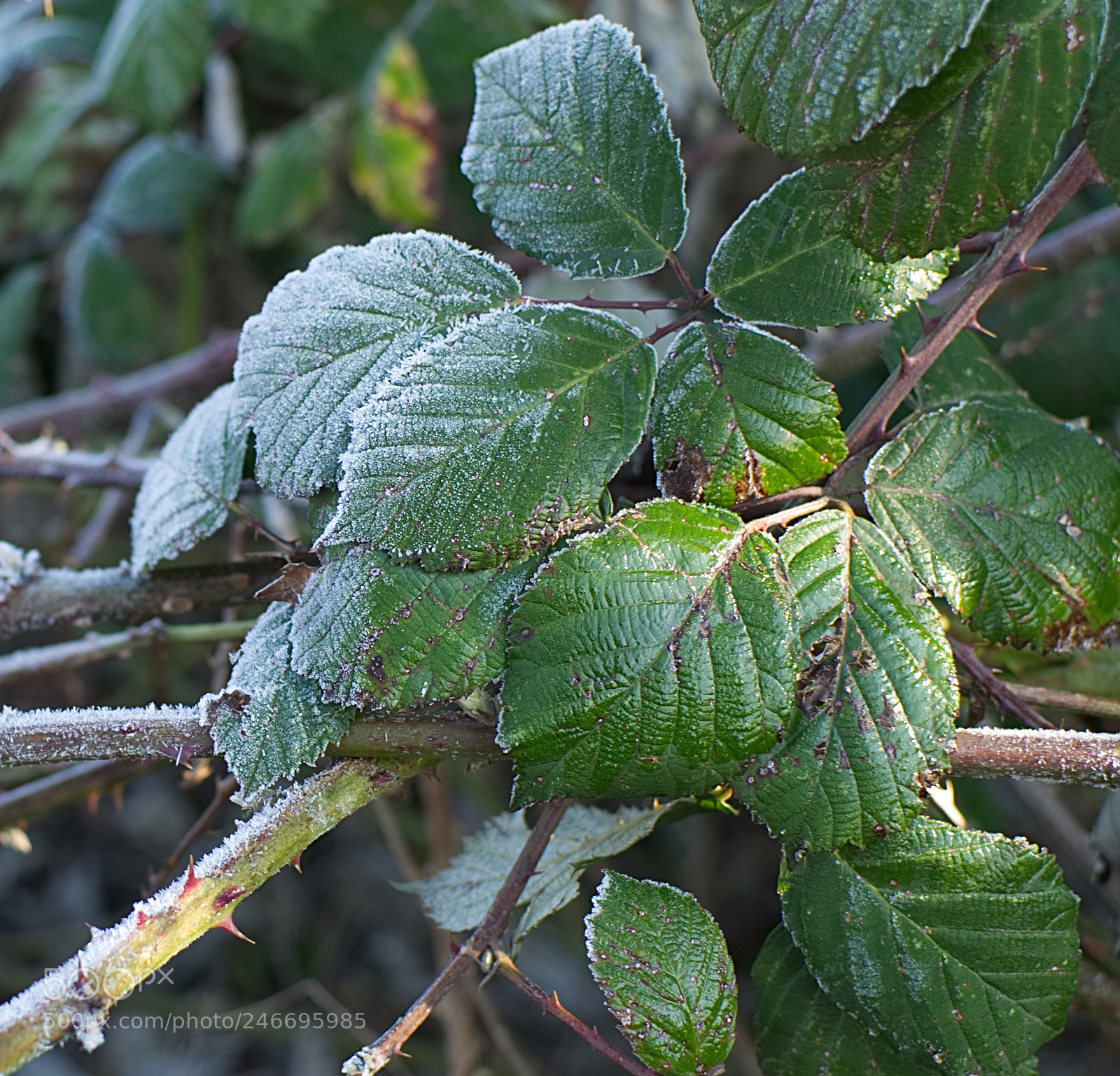 Nikon D5100 sample photo. The transition photography