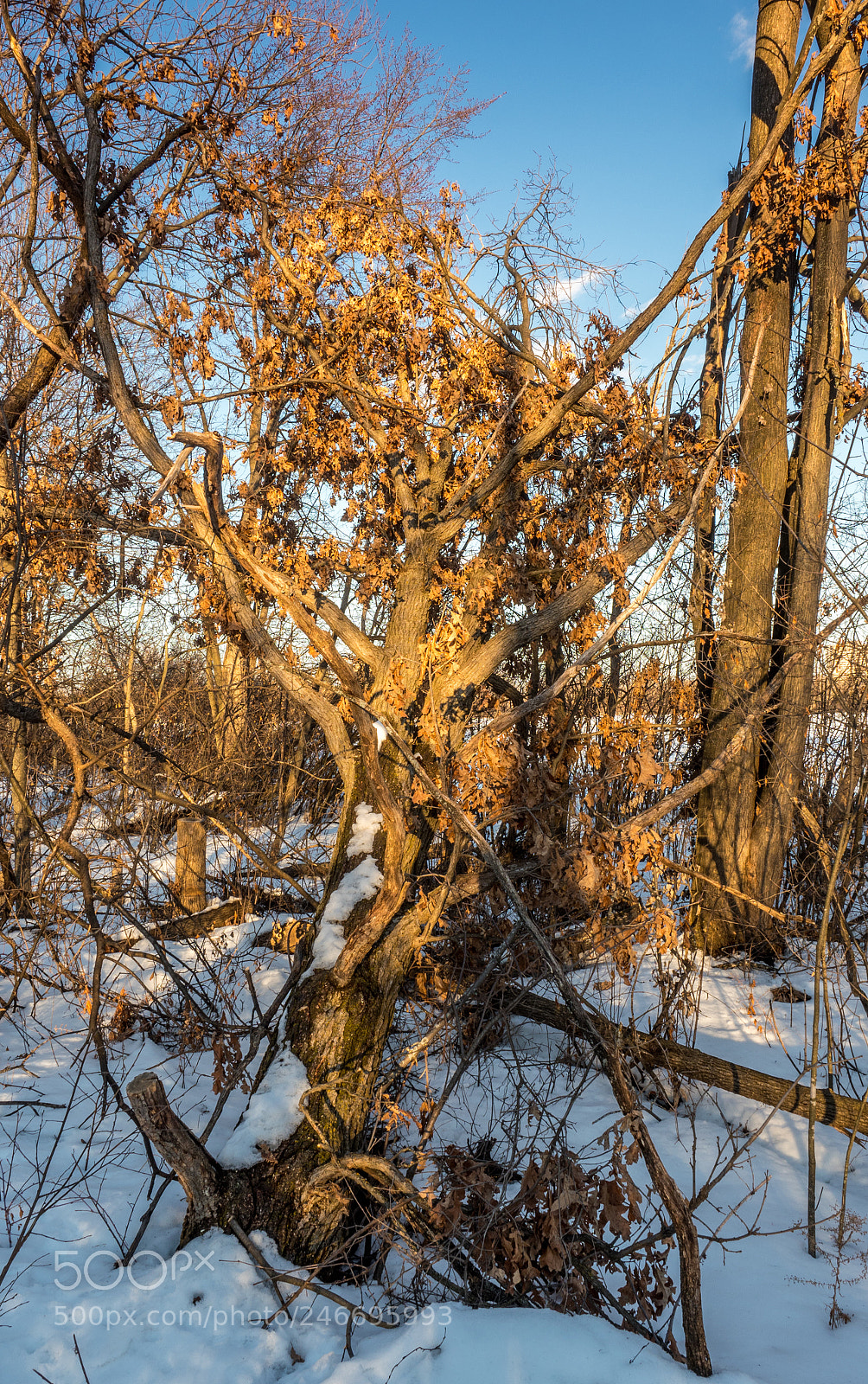 Olympus OM-D E-M1 Mark II sample photo. Fallen dead tree in photography