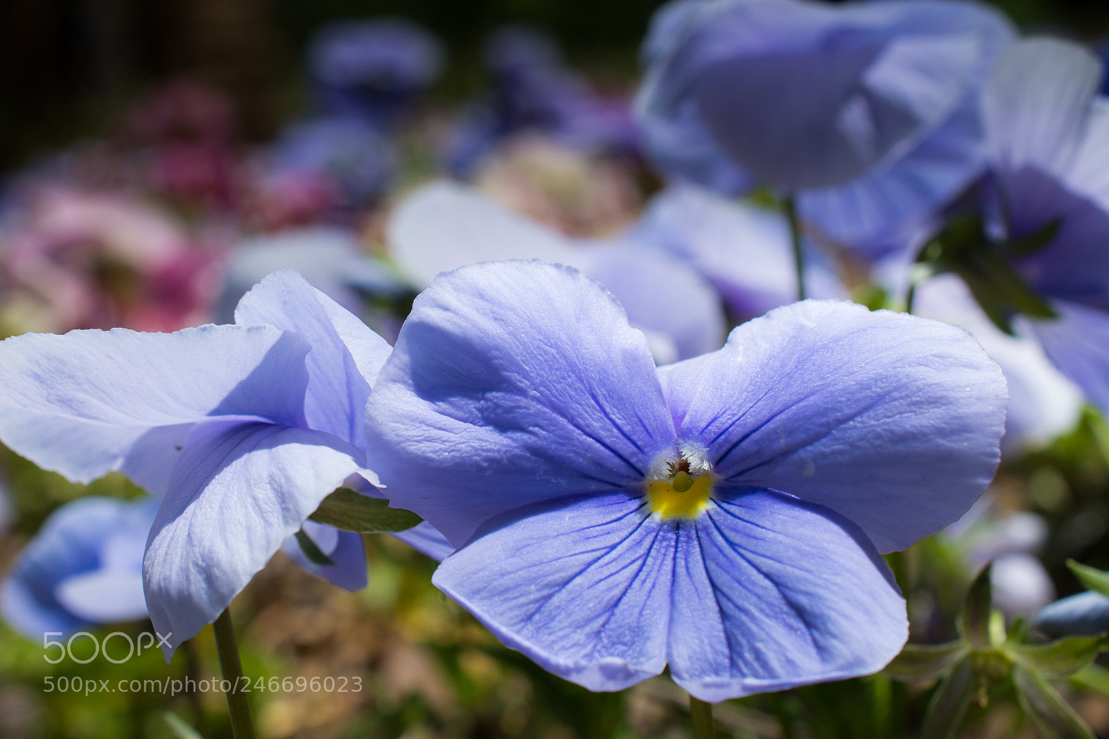 Nikon D7100 sample photo. 3407 photography