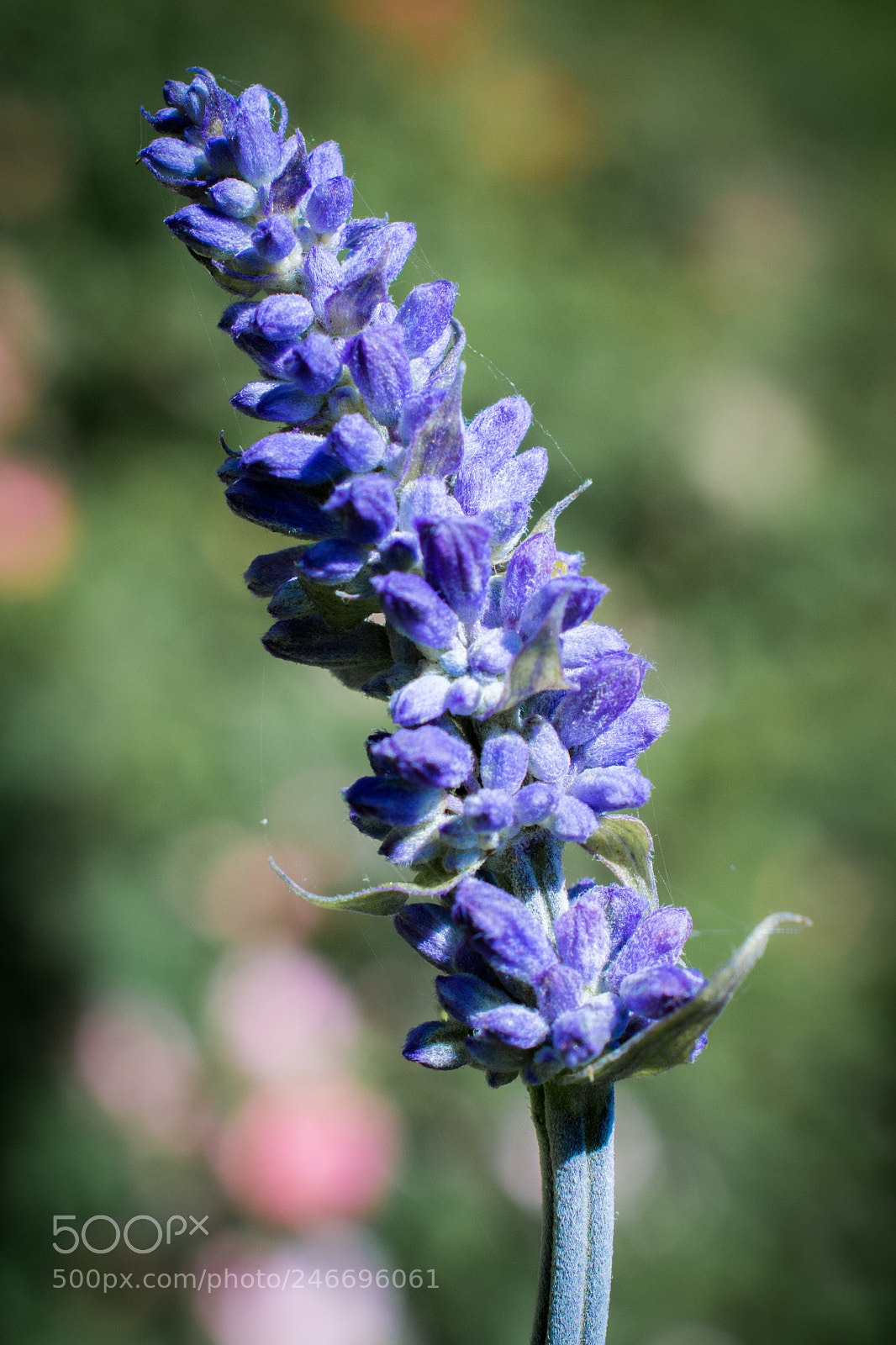 Nikon D7100 sample photo. 3438 photography