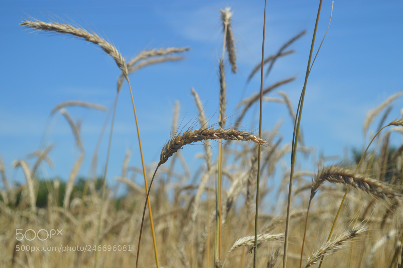 Nikon D3200 sample photo. Warmth photography