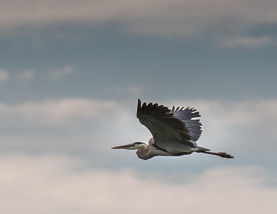 Nikon D810A sample photo. Great blue heron photography