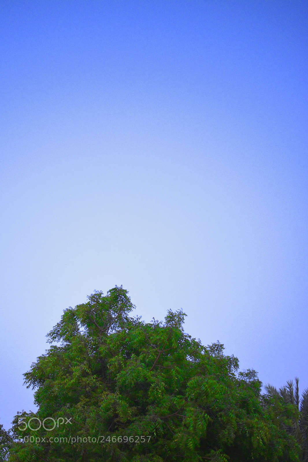 Nikon D7100 sample photo. Sky and tree photography
