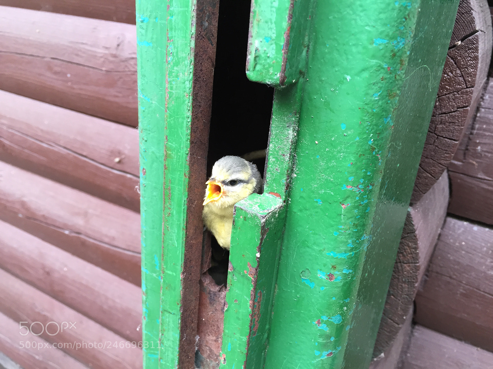 Apple iPhone 6 sample photo. Img photography