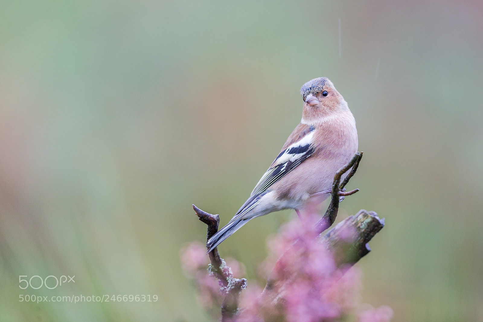 Canon EOS-1D X sample photo. Chaffinch photography
