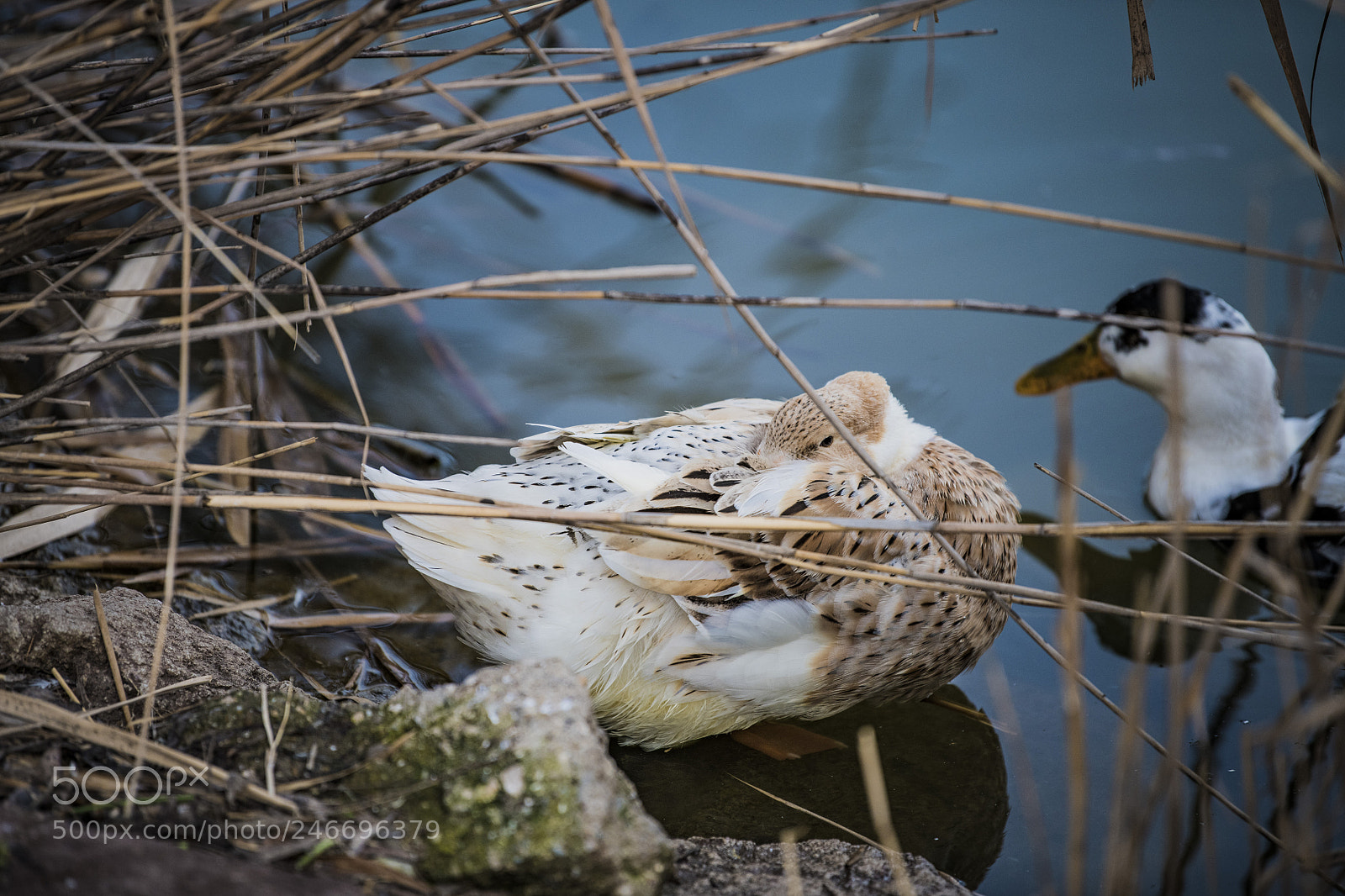 Nikon D850 sample photo. Duck lake ankara golbasi photography