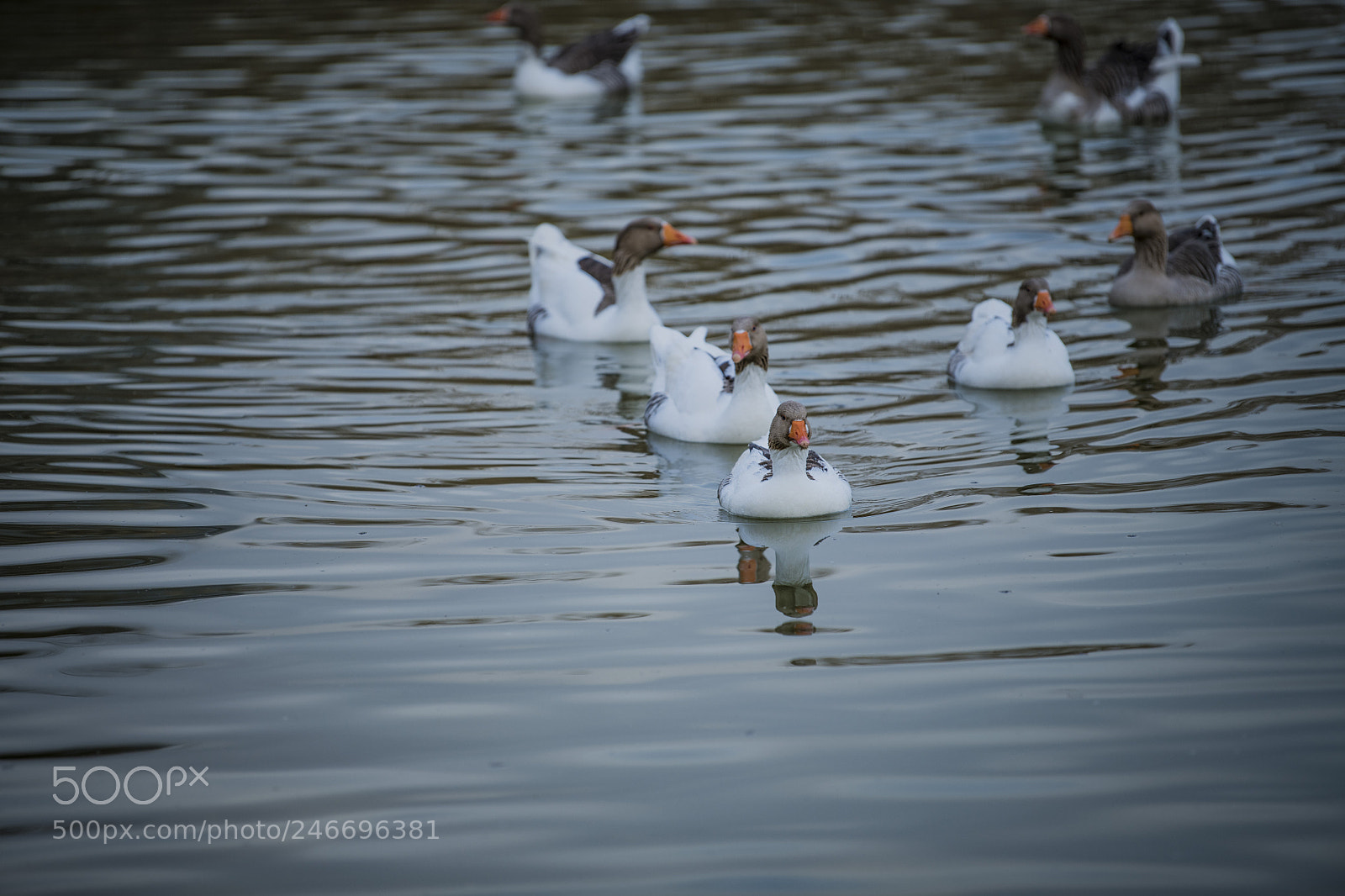 Nikon D850 sample photo. Duck lake ankara golbasi photography