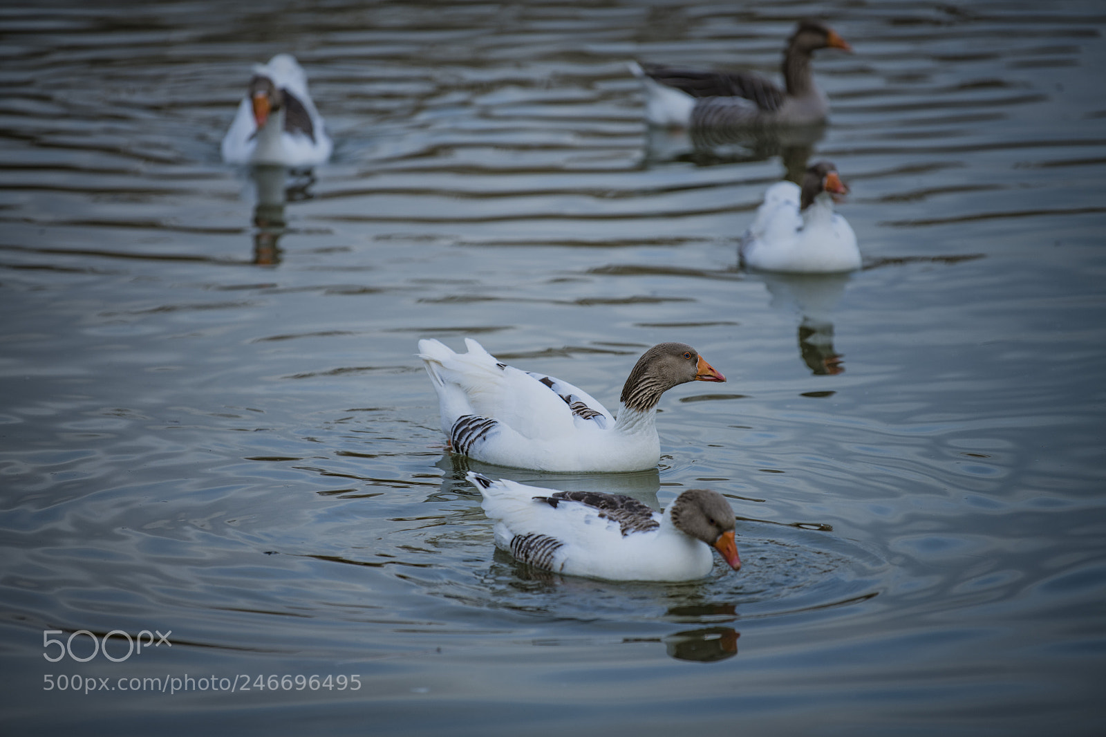 Nikon D850 sample photo. Duck lake ankara golbasi photography