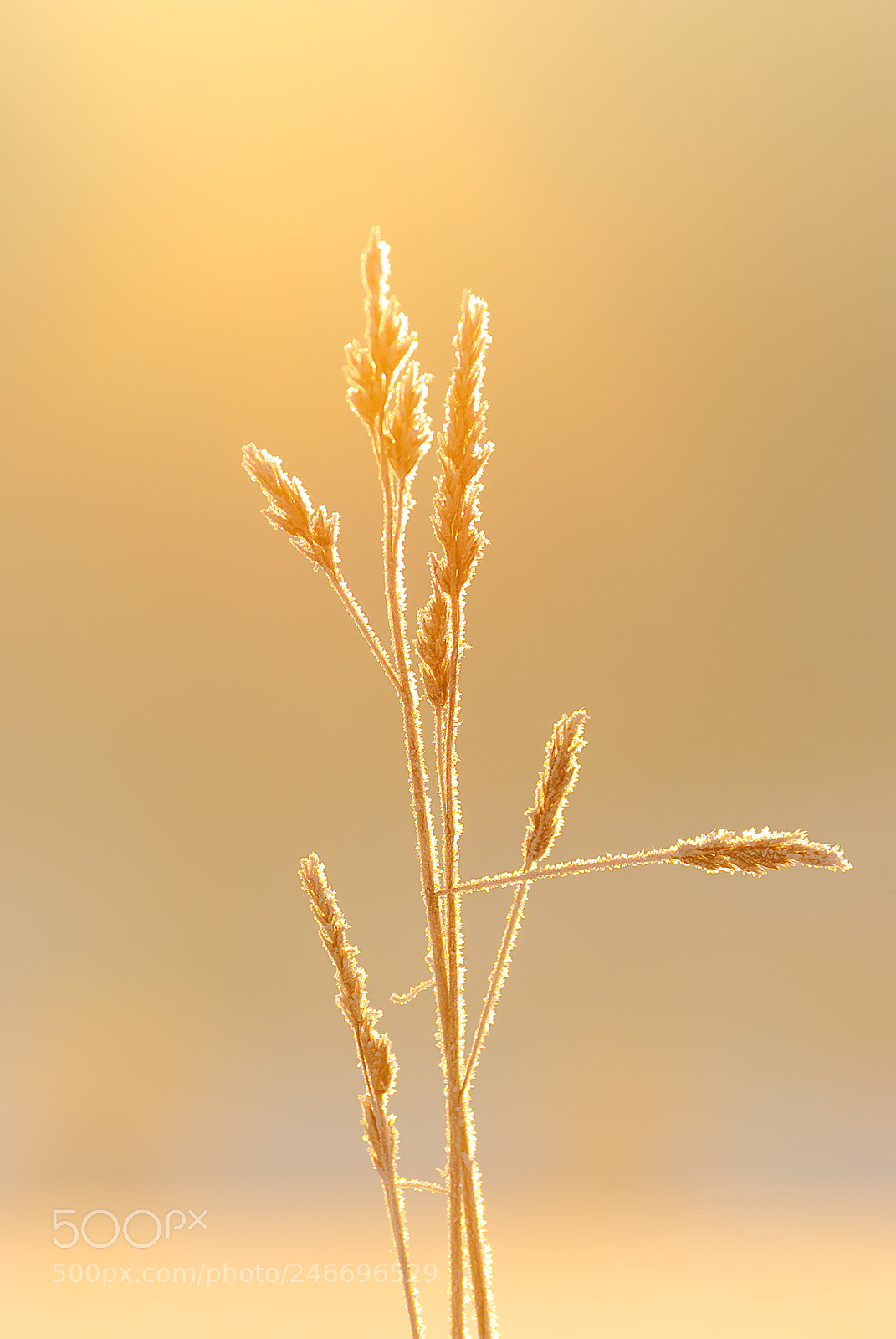 Nikon D80 sample photo. Cold morning photography
