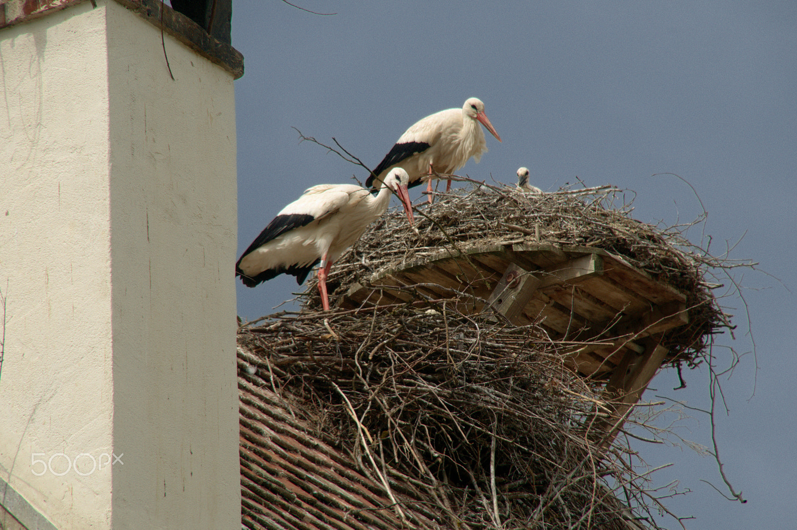 Nikon D300 sample photo. Ciconia junior photography