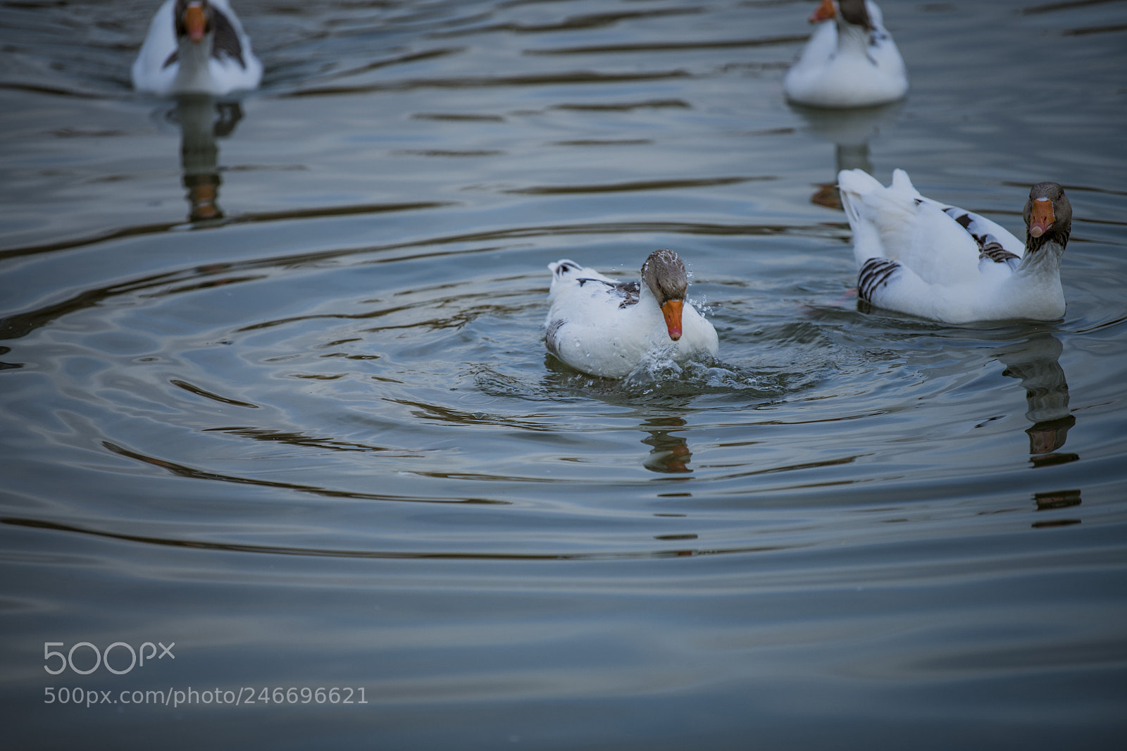 Nikon D850 sample photo. Duck lake ankara golbasi photography