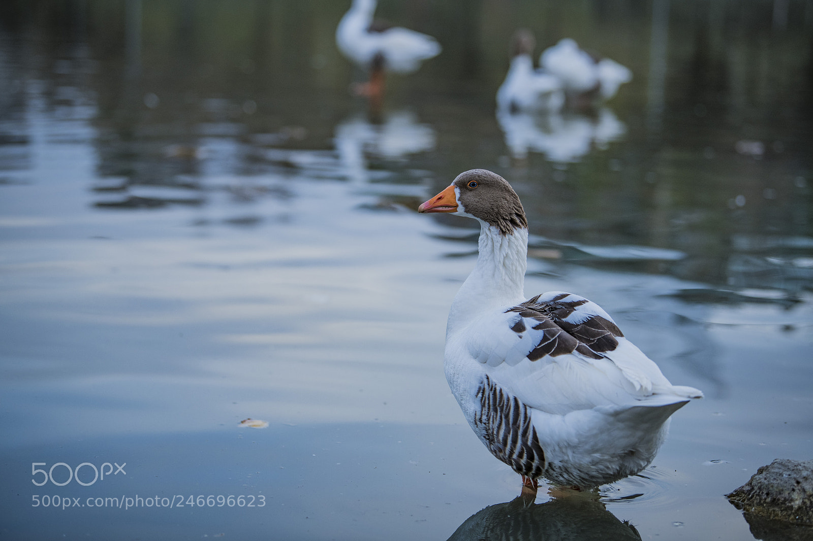 Nikon D850 sample photo. Duck lake ankara golbasi photography