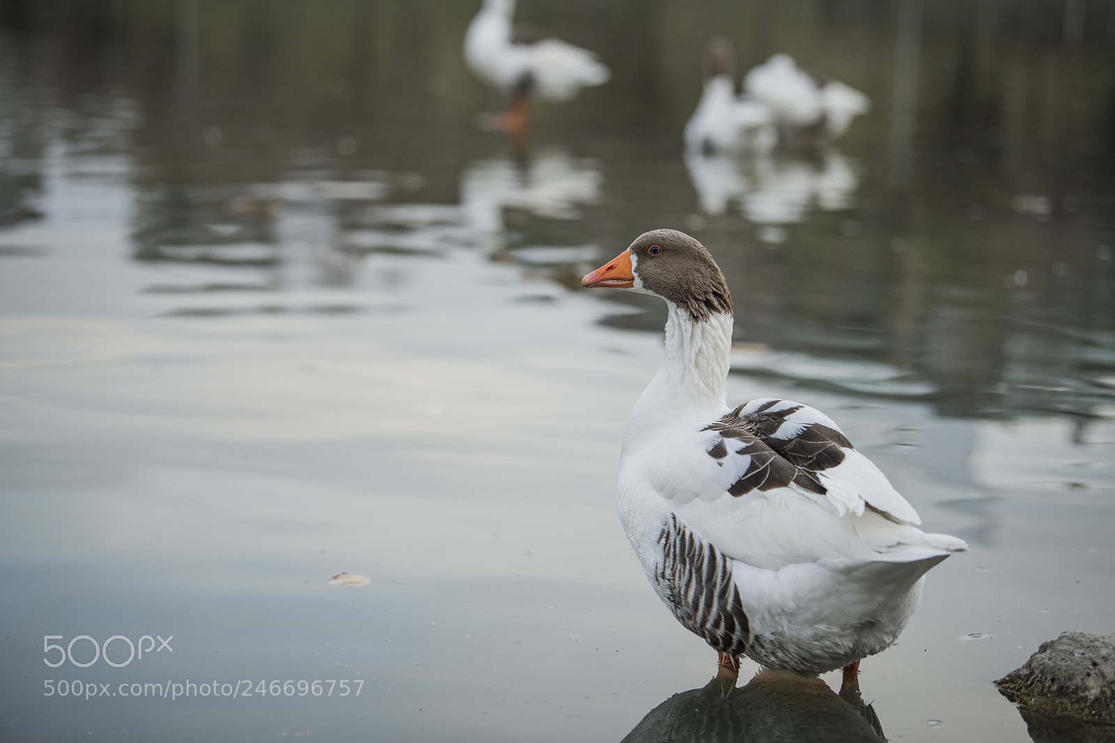 Nikon D850 sample photo. Duck lake ankara golbasi photography