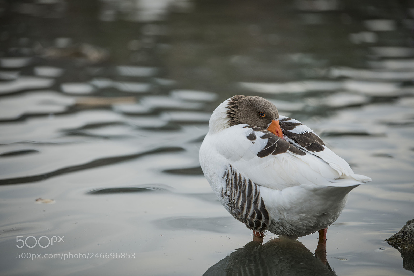 Nikon D850 sample photo. Duck lake ankara golbasi photography