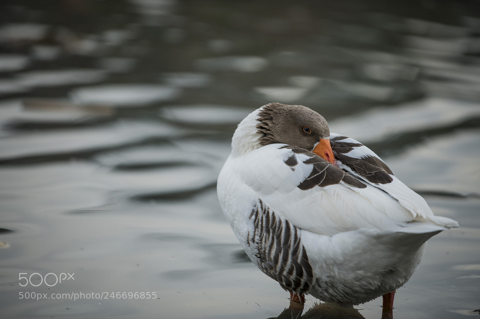 Nikon D850 sample photo. Duck lake ankara golbasi photography
