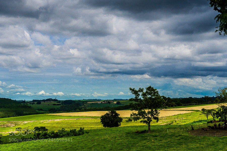Canon EOS-1D Mark II sample photo. Untitled photography