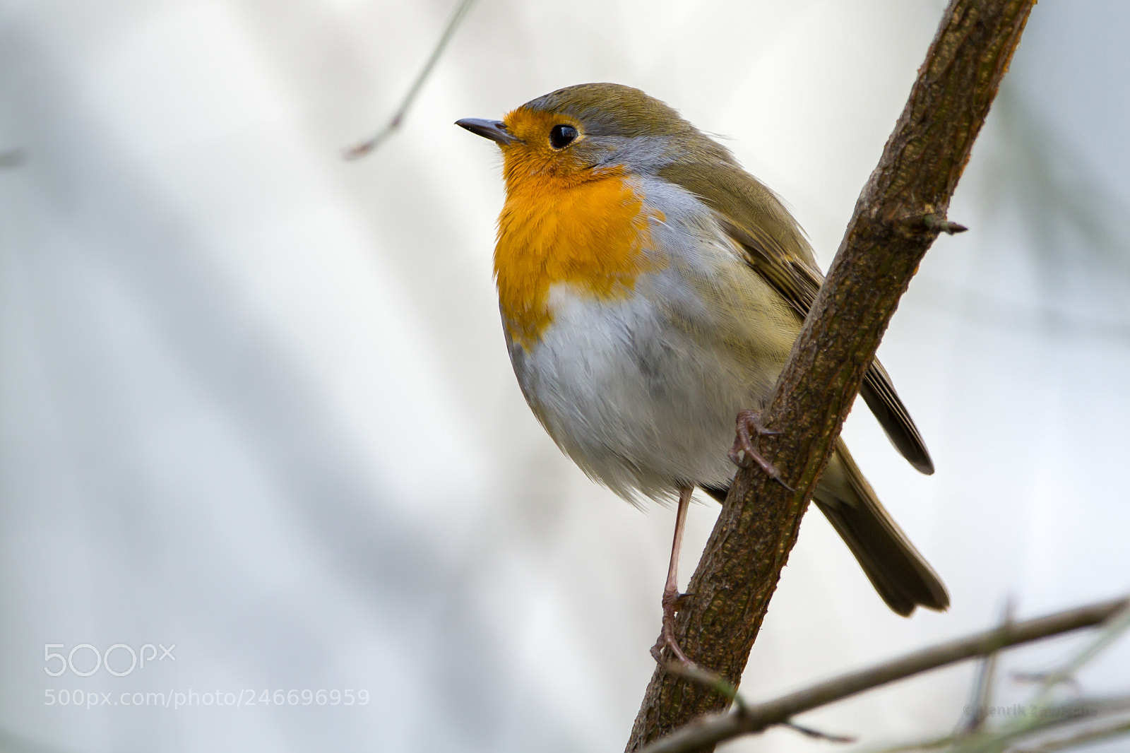 Canon EOS 7D sample photo. Robin photography