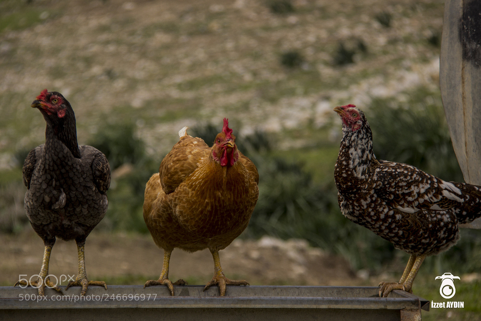 Canon EOS 600D (Rebel EOS T3i / EOS Kiss X5) sample photo. Mc chicken :) photography