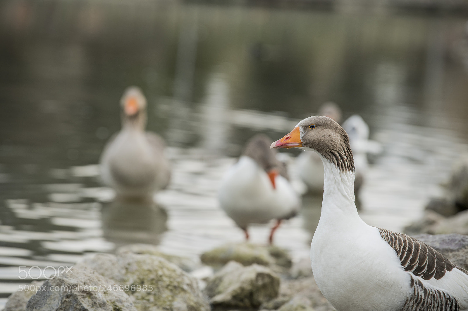 Nikon D850 sample photo. Duck lake ankara golbasi photography