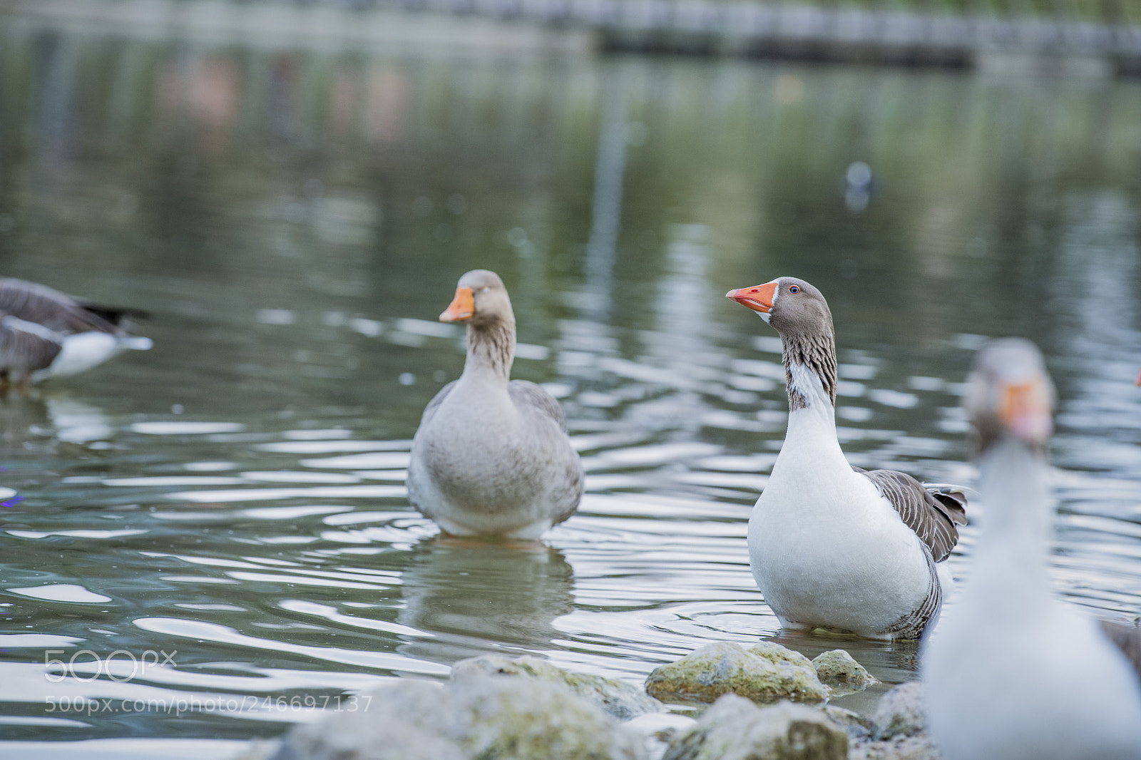 Nikon D850 sample photo. Duck lake ankara golbasi photography