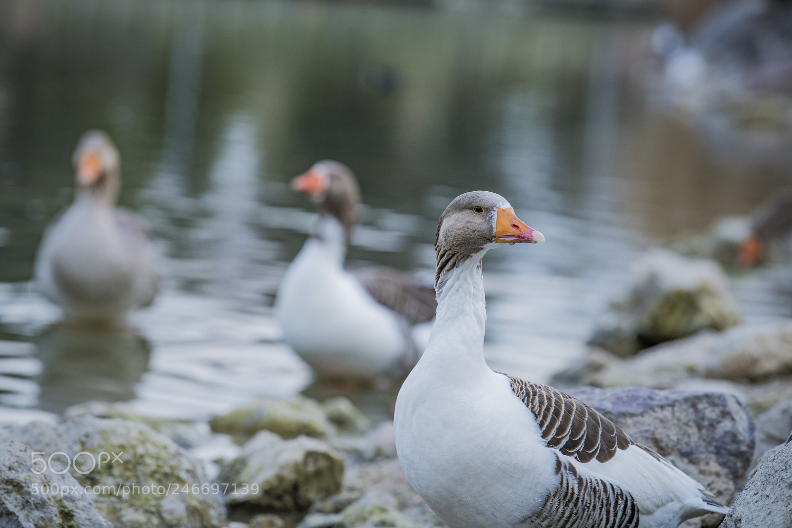 Nikon D850 sample photo. Duck lake ankara golbasi photography