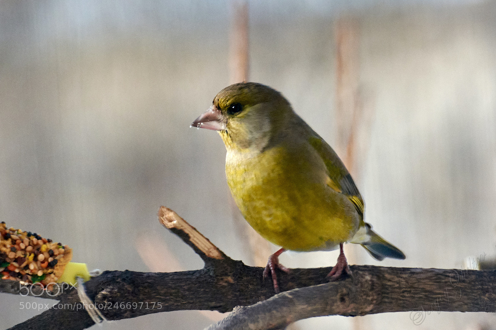 Nikon D7100 sample photo. Little bird photography
