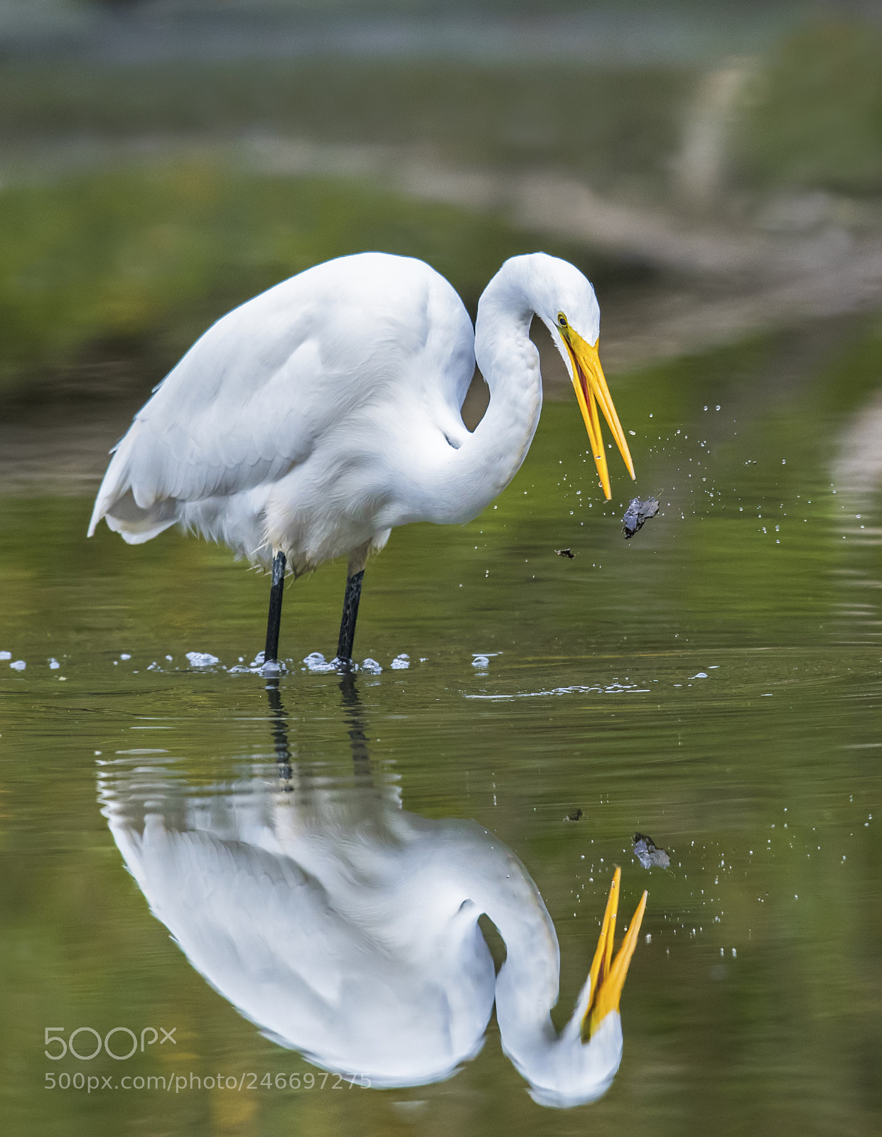 Nikon D850 sample photo. Great egret photography