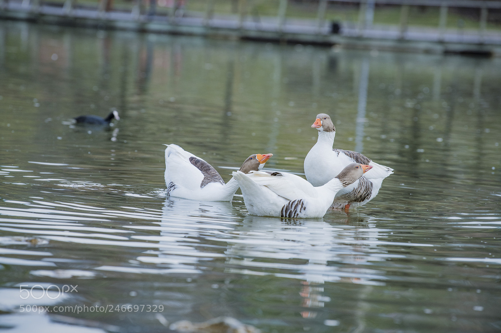 Nikon D850 sample photo. Duck lake ankara golbasi photography