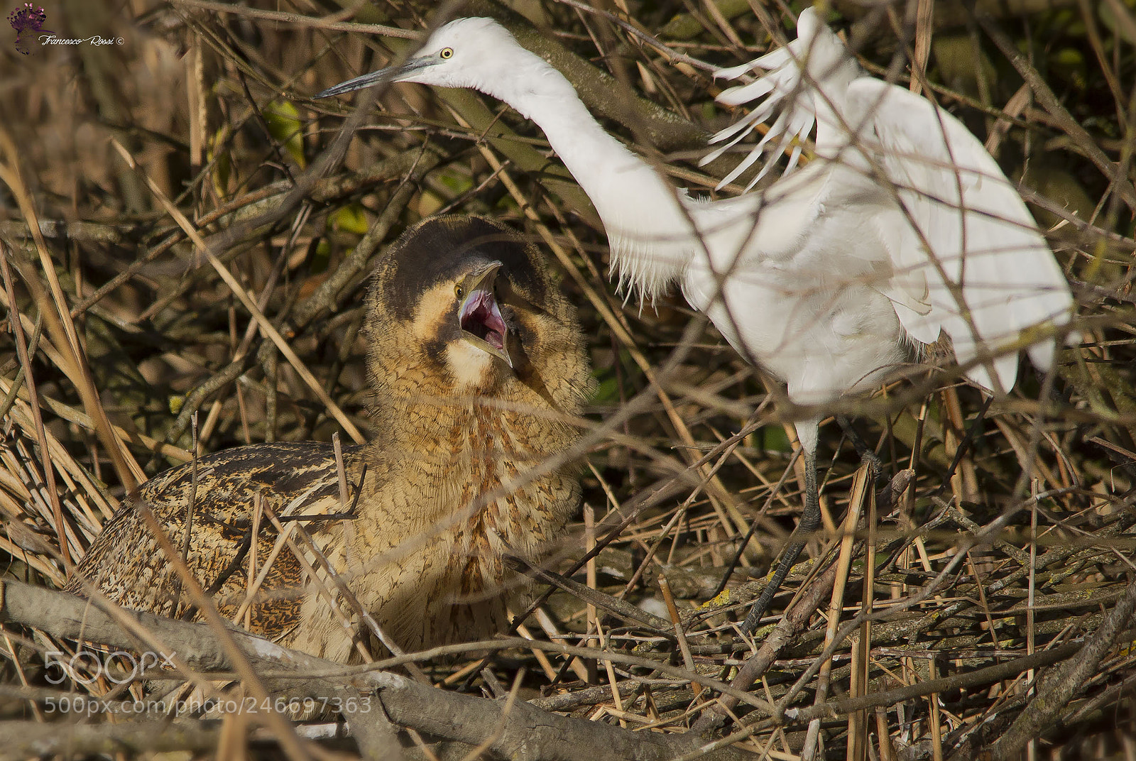 Canon EOS 7D sample photo. Eurasian bittern, tarabuso photography