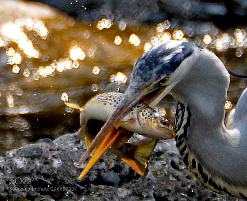 Nikon D7100 sample photo. Fishing photography