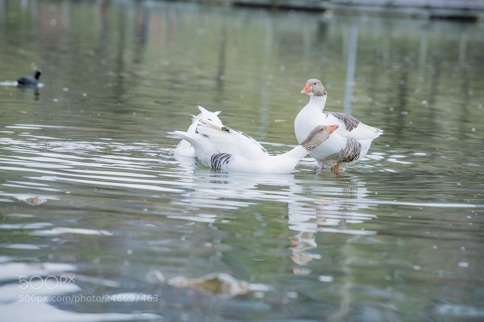 Nikon D850 sample photo. Duck lake ankara golbasi photography