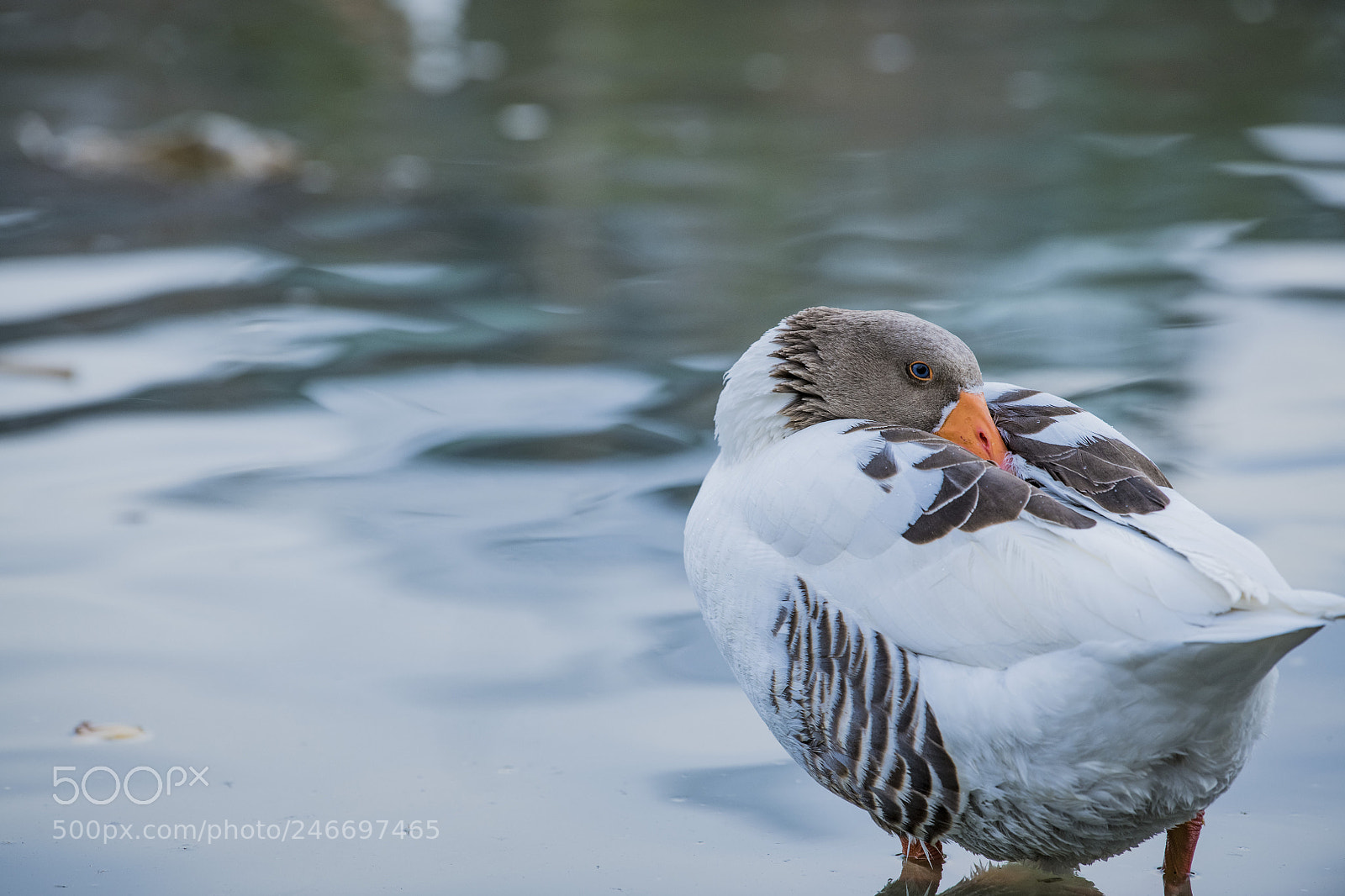 Nikon D850 sample photo. Duck lake ankara golbasi photography