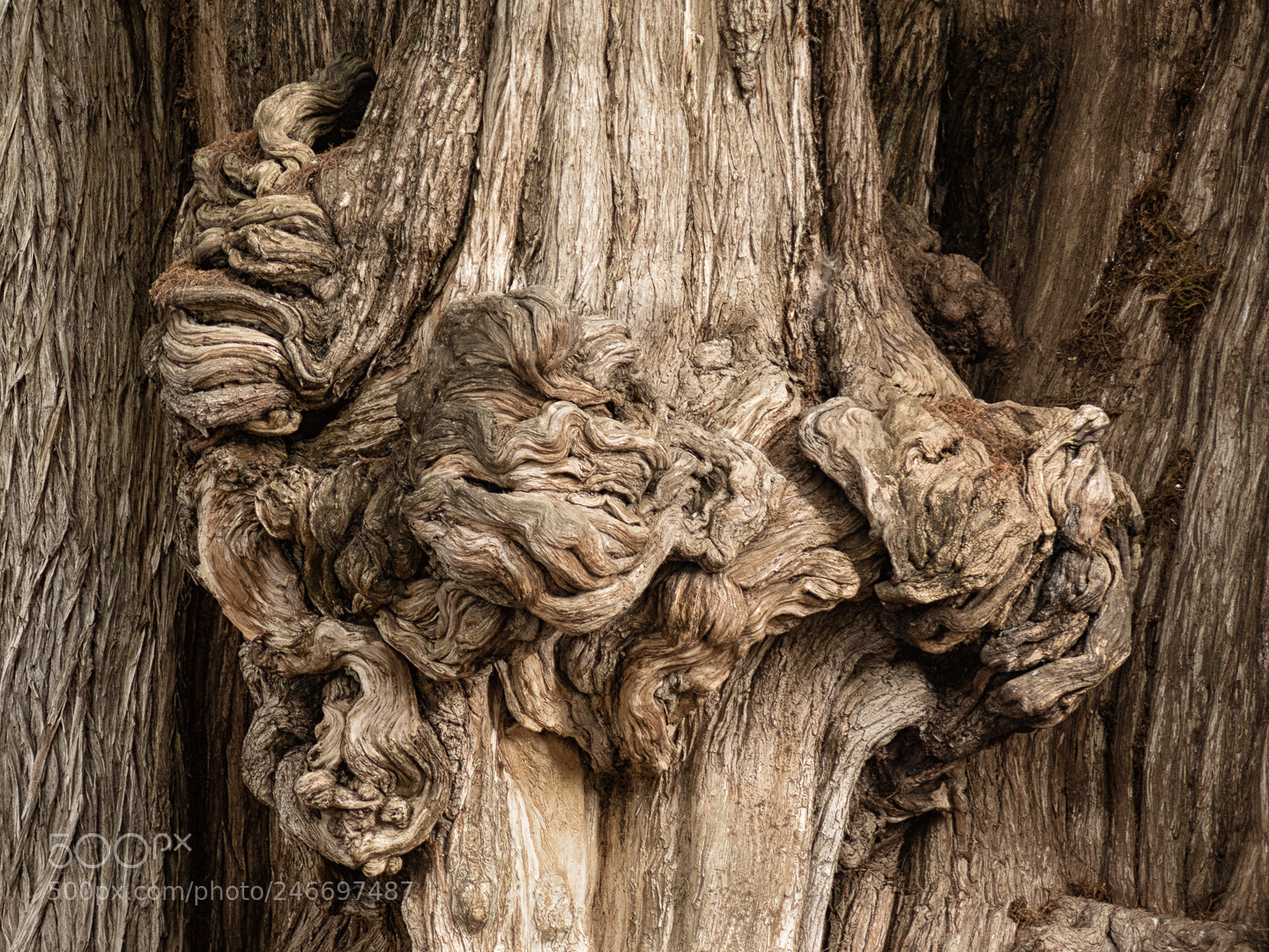 Canon PowerShot G16 sample photo. Tree detail photography