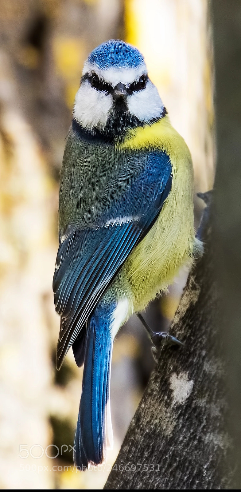 Canon EOS 7D Mark II sample photo. Blue tit photography