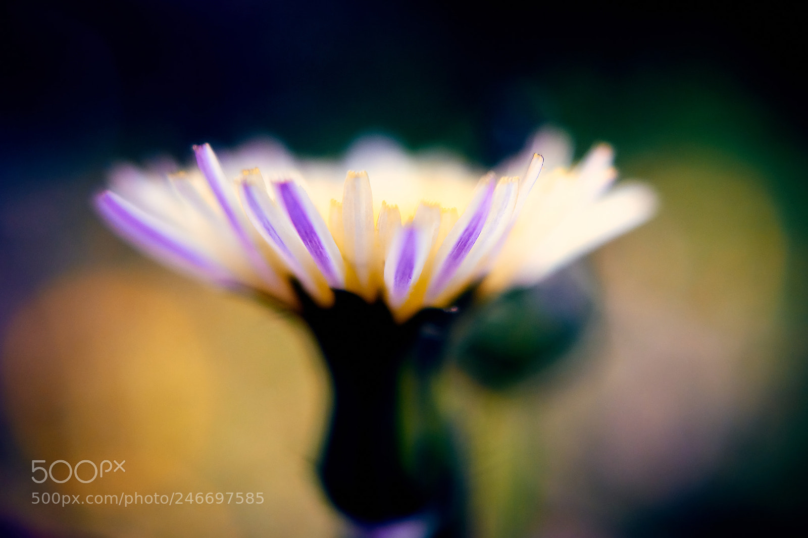 Sony ILCA-77M2 sample photo. Ras photography