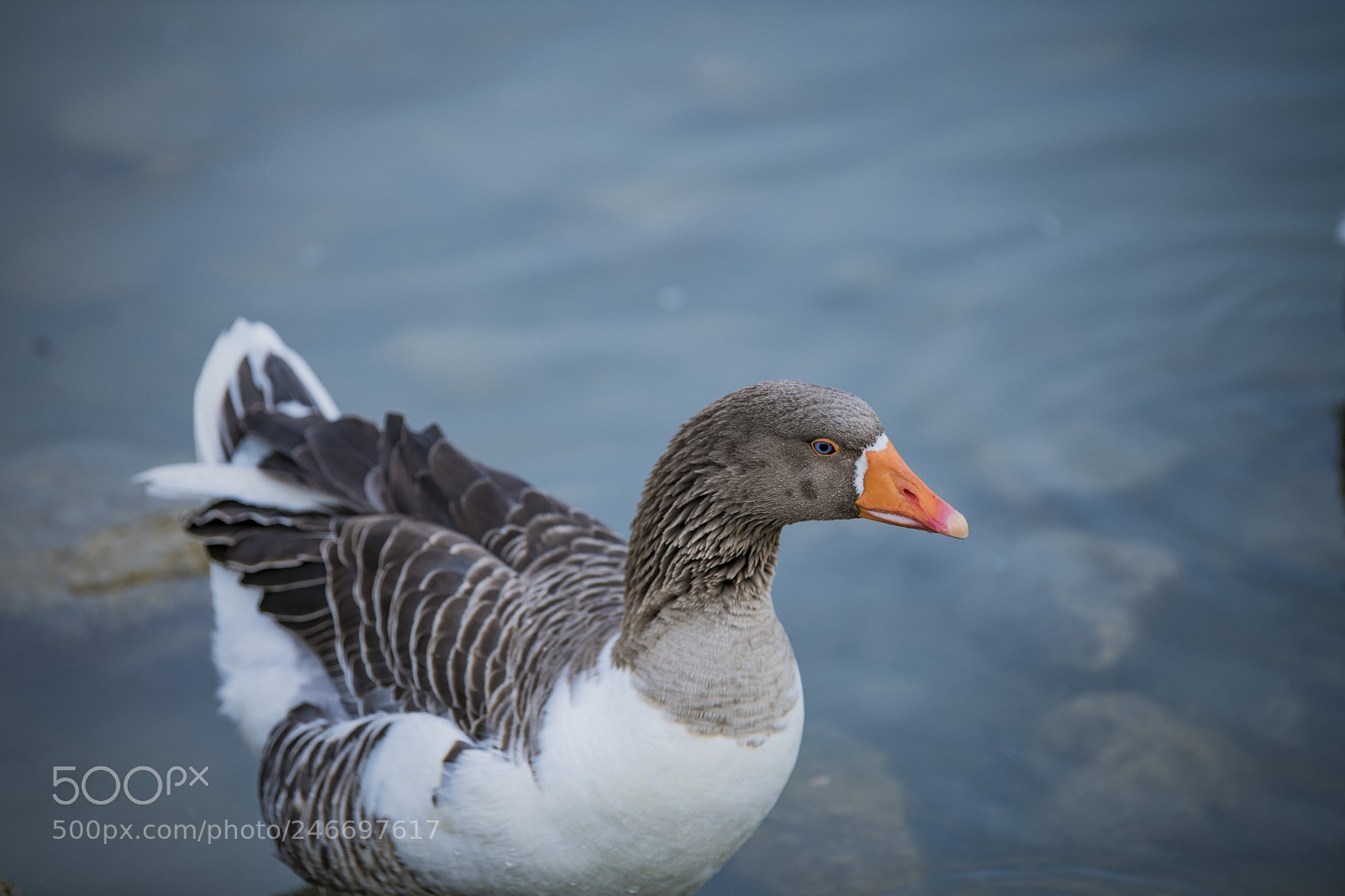 Nikon D850 sample photo. Duck lake ankara golbasi photography