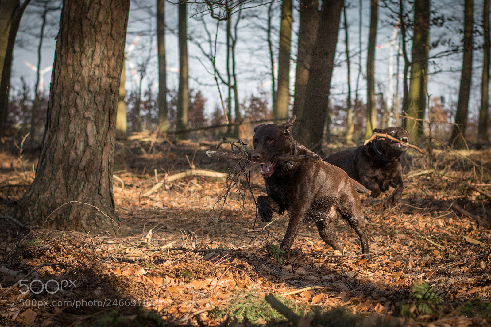 Nikon D7500 sample photo. Nik_tango&cash photography