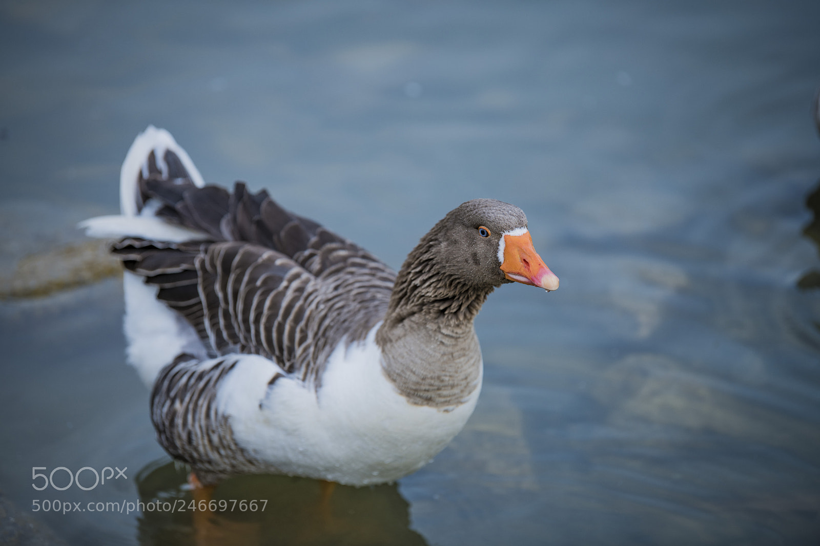 Nikon D850 sample photo. Duck lake ankara golbasi photography