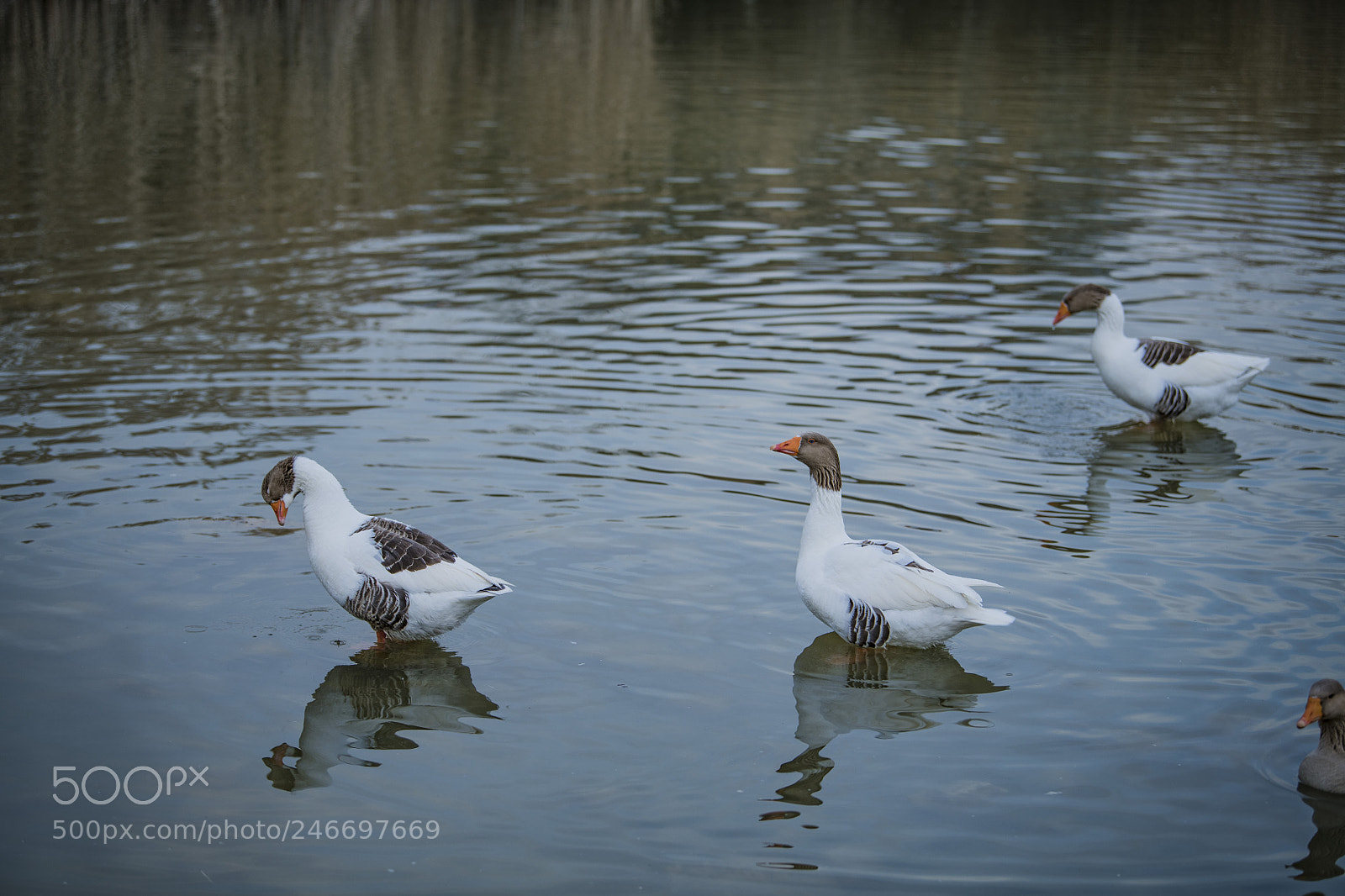 Nikon D850 sample photo. Duck lake ankara golbasi photography