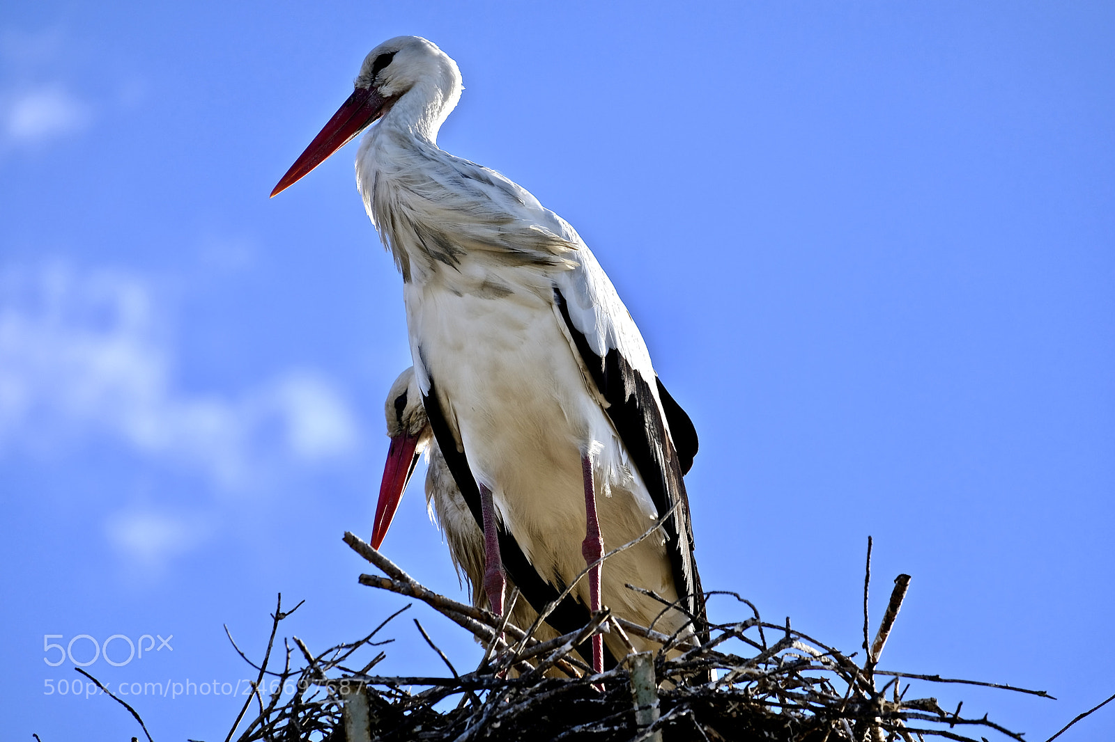 Fujifilm X-T2 sample photo. Storks photography