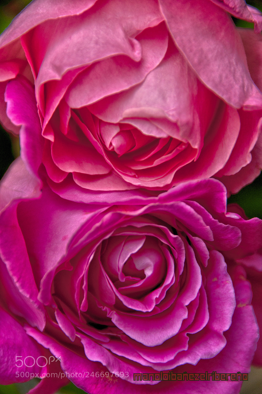 Nikon D90 sample photo. Dbee o () photography