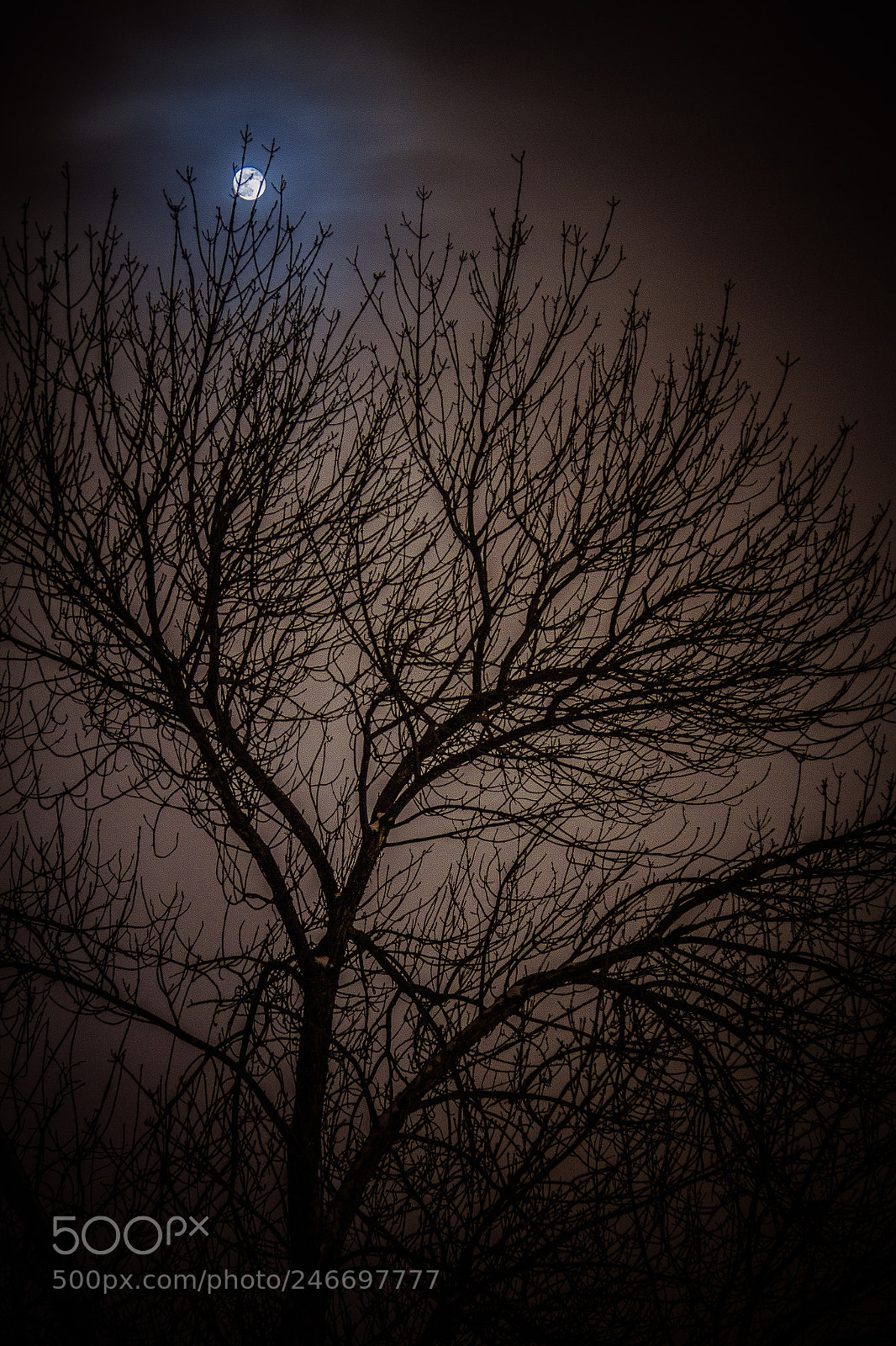 Canon EOS 7D sample photo. Moon tree photography