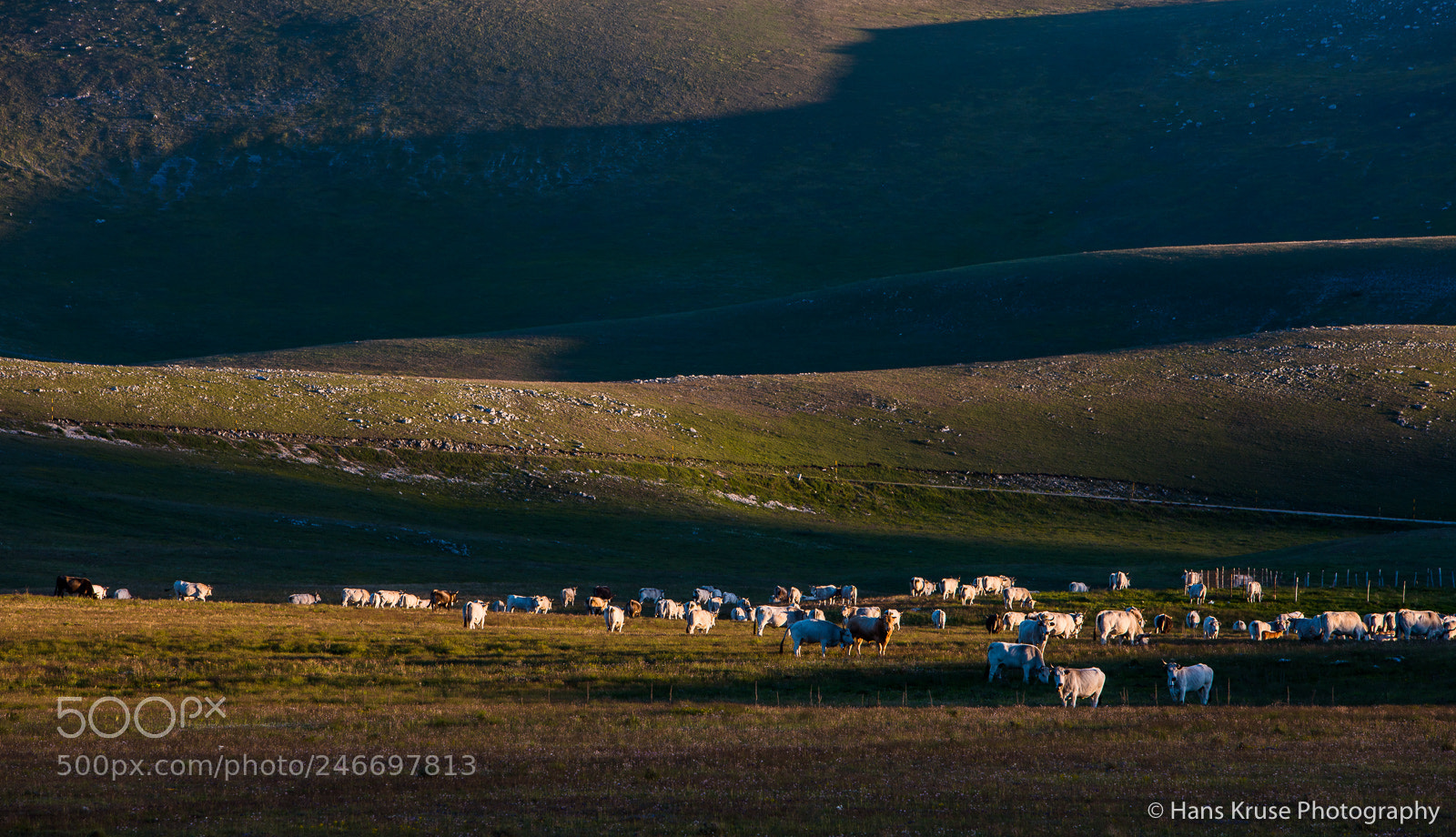 Canon EOS-1Ds Mark III sample photo. Rolling hills with cows photography
