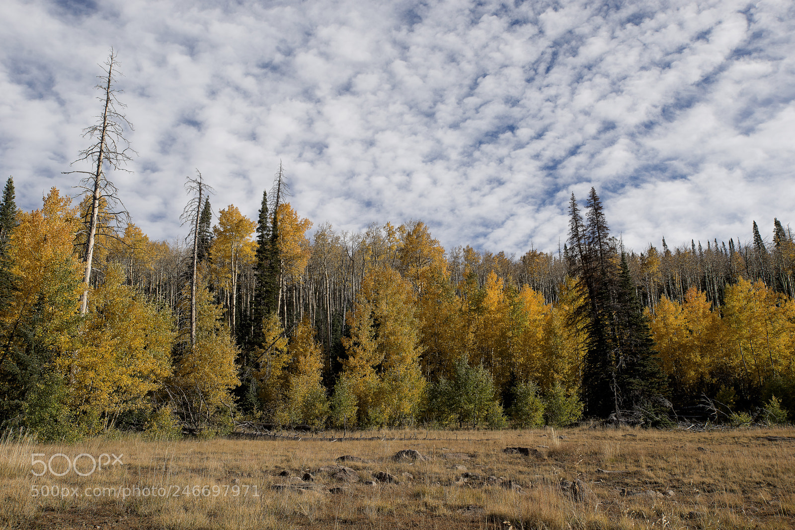 Nikon D610 sample photo. Aspen forest photography