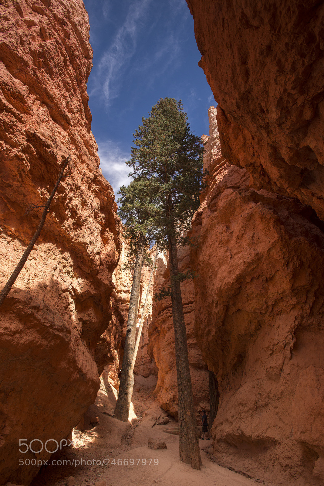 Nikon D610 sample photo. Canyon tree photography