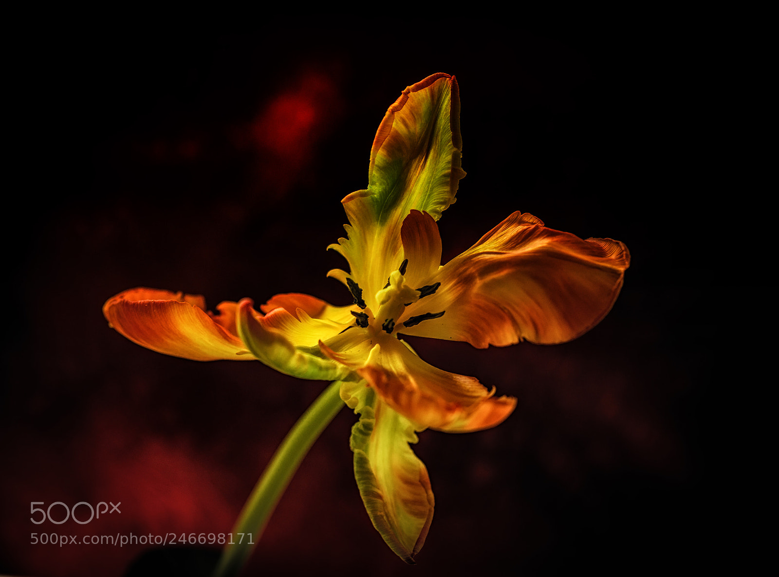Nikon D4 sample photo. Vivid tulip photography