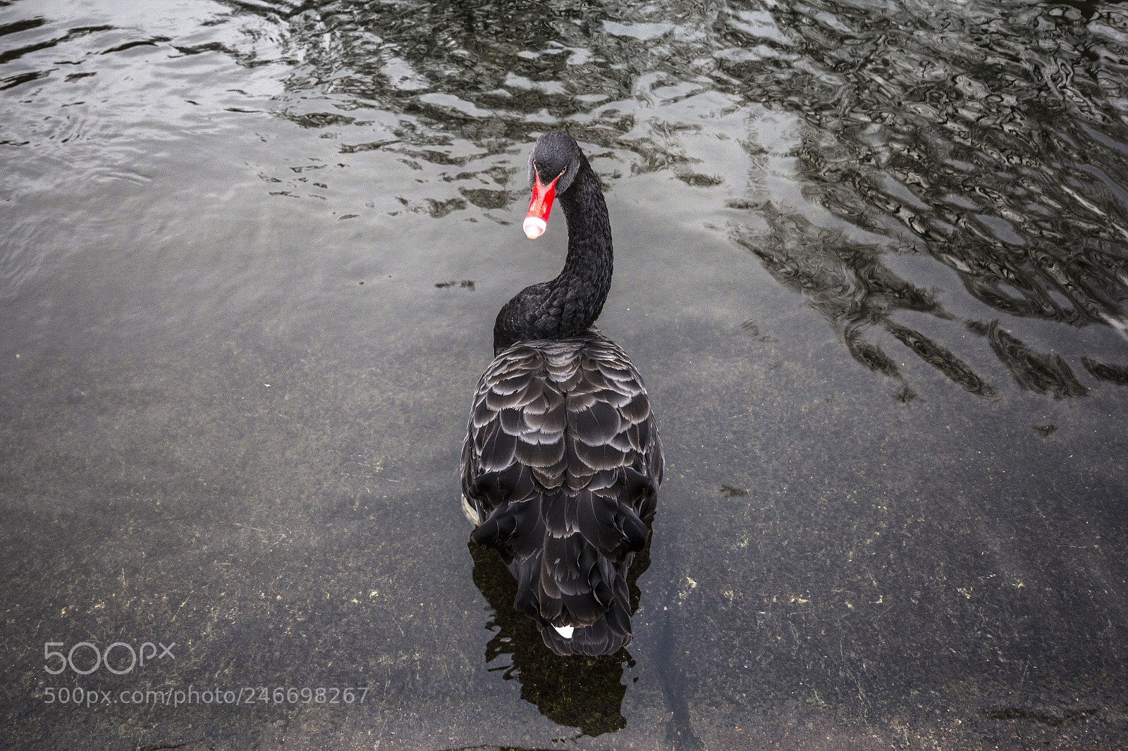 Canon EOS 60D sample photo. Mg photography